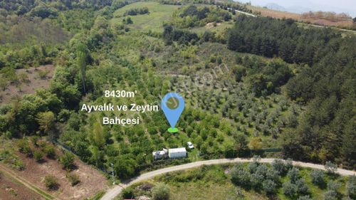 Arsa-Bağ & Bahçe