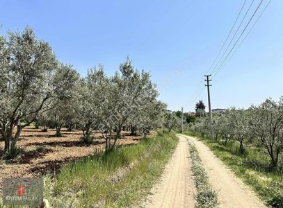 Arsa-Zeytinlik