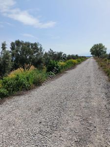 Arsa-Arazi