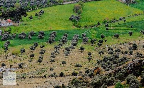 Arsa-Tarla