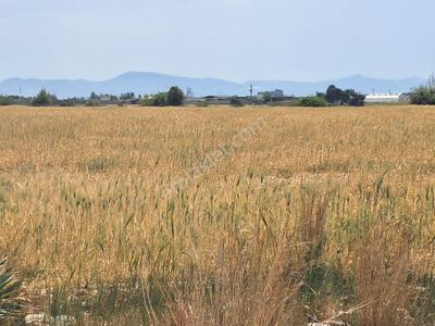 Arsa-Tarla