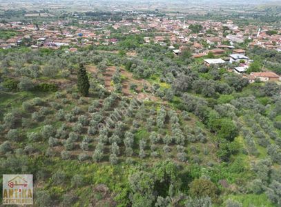 Arsa-Zeytinlik