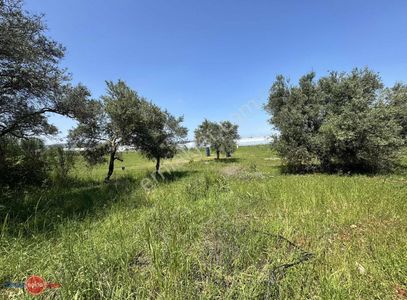 Arsa-Tarla