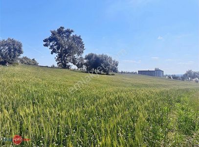 Arsa-Tarla