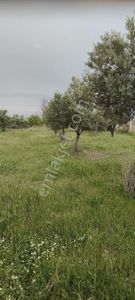 Arsa-Bağ & Bahçe