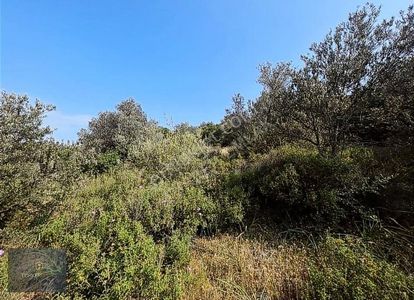 Arsa-Zeytinlik