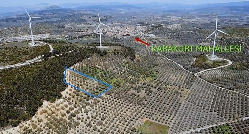 Arsa-Zeytinlik