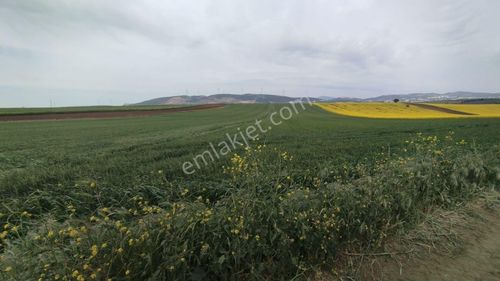 Arsa-Tarla