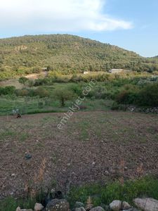 Arsa-Zeytinlik