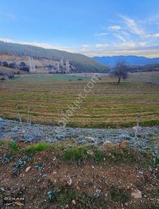 Arsa-Tarla