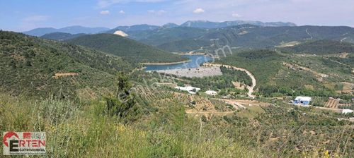 Arsa-Zeytinlik