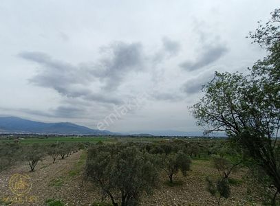 Arsa-Tarla