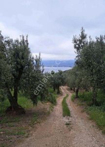 Arsa-Tarla