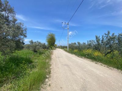 Arsa-Zeytinlik