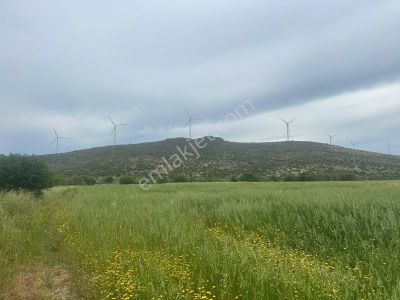Arsa-Tarla
