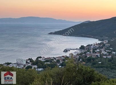 Arsa-Zeytinlik