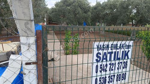 Arsa-Zeytinlik