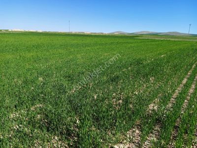 Arsa-Tarla