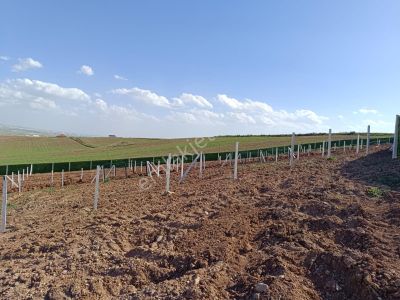 Arsa-Bağ & Bahçe