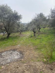 Arsa-Bağ & Bahçe