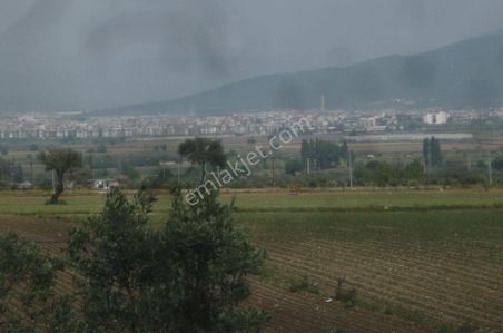 Arsa-Zeytinlik