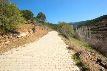 Arsa-Bağ & Bahçe