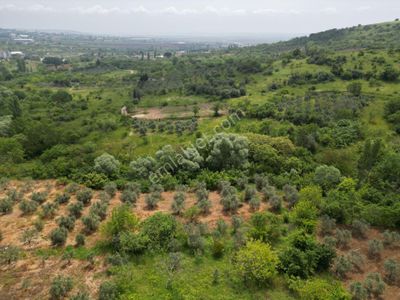Arsa-Bağ & Bahçe