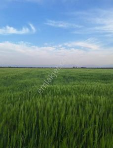 Arsa-Tarla