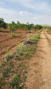 Arsa-Bağ & Bahçe