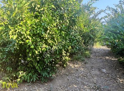 Arsa-Bağ & Bahçe