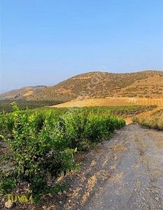 Arsa-Bağ & Bahçe