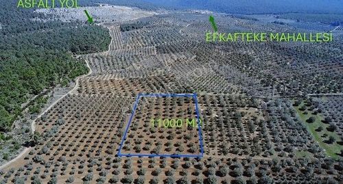 Arsa-Zeytinlik