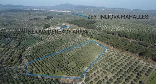 Arsa-Zeytinlik