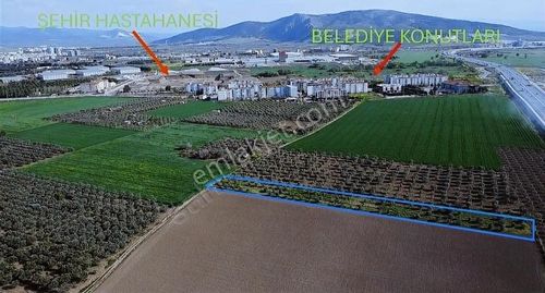 Arsa-Zeytinlik