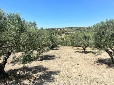 Arsa-Tarla