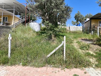 Arsa-Zeytinlik
