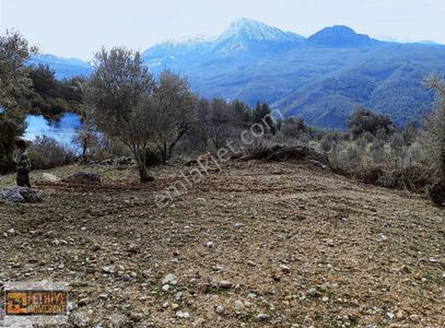 Arsa-Tarla