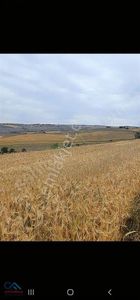 Arsa-Tarla