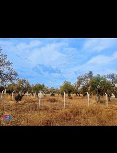 Arsa-Zeytinlik