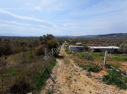 Arsa-Zeytinlik