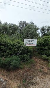 Arsa-Zeytinlik