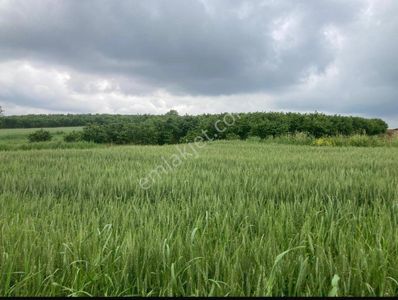 Arsa-Tarla