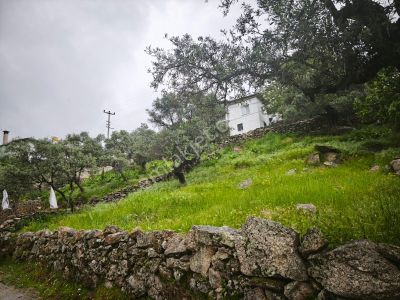 Arsa-Zeytinlik