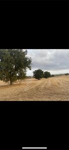 Arsa-Arazi