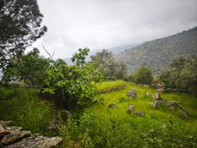 Arsa-Zeytinlik