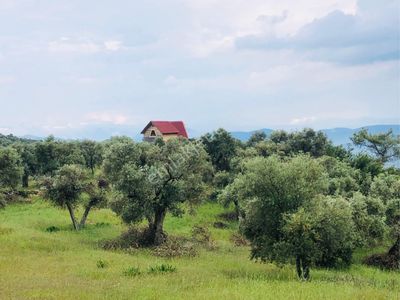 Arsa-Zeytinlik