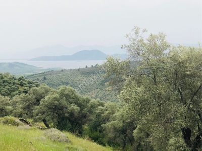 Arsa-Zeytinlik