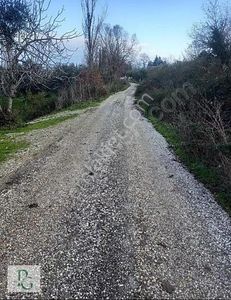 Arsa-Zeytinlik