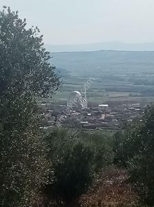 Arsa-Zeytinlik