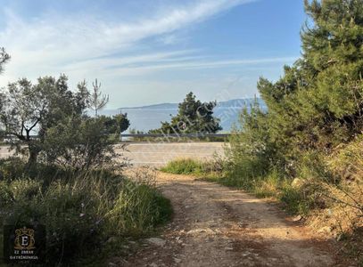Arsa-Zeytinlik